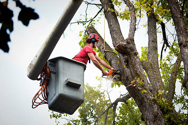 Verona, MS  Tree Services Company